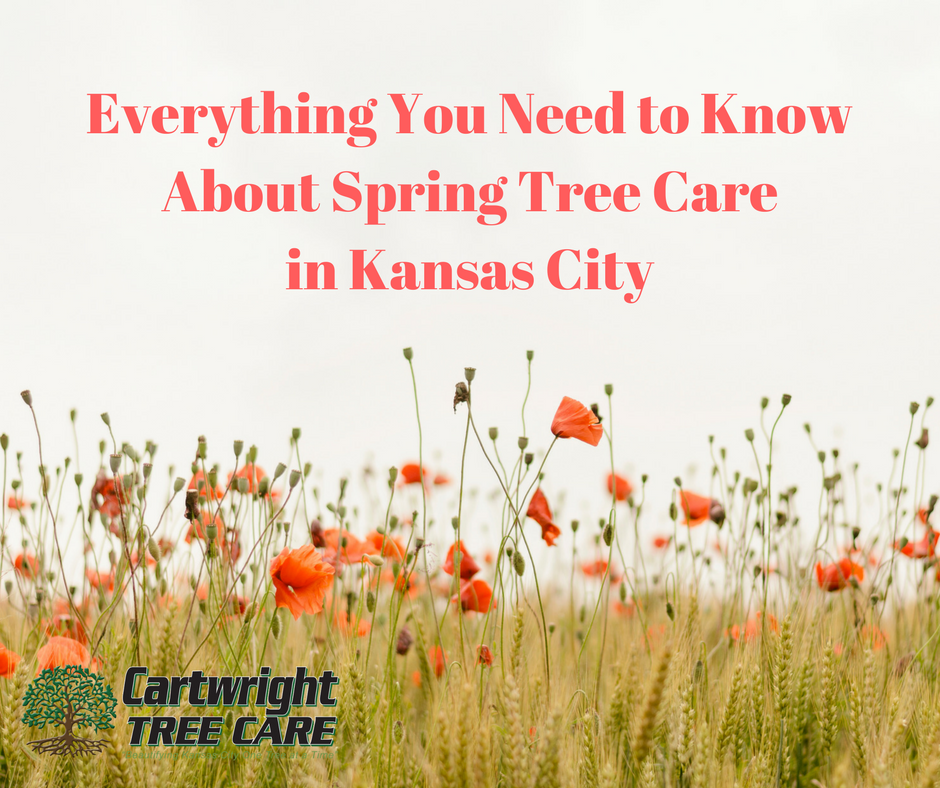 Everything You Need to Know About Spring Tree Care in Kansas City